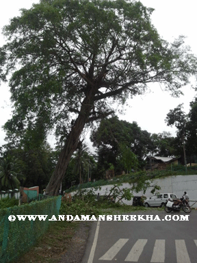 sheekha060920121
