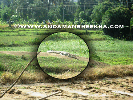 sheekha100920122