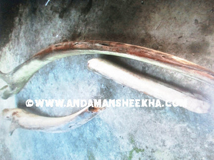 sheekha071020123