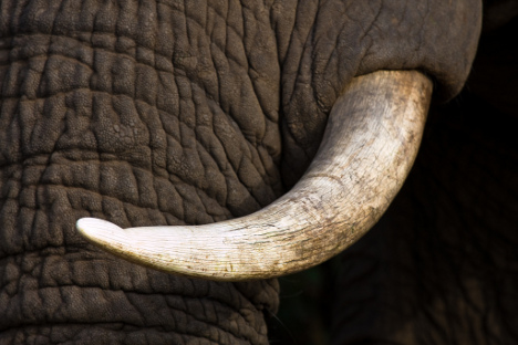 elephant-tusk