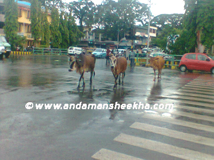 sheekha150820127