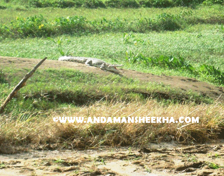 sheekha160720137