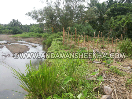 sheekha220720141