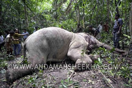 sheekha050820148gif