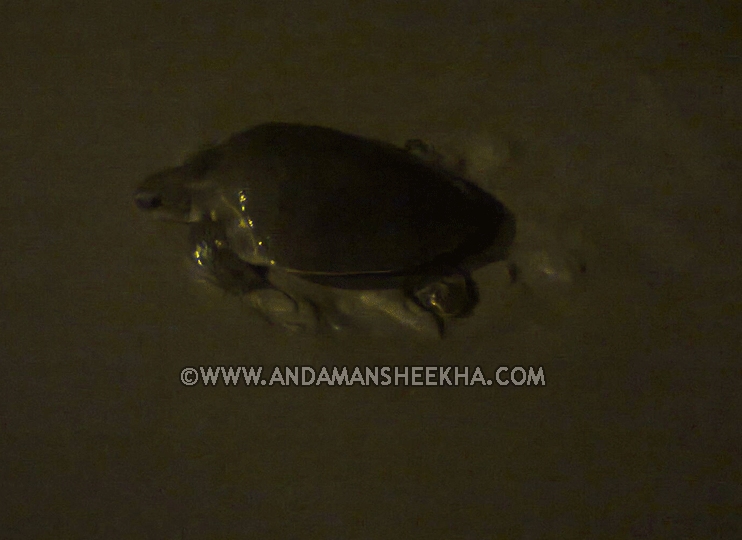sheekha130120151