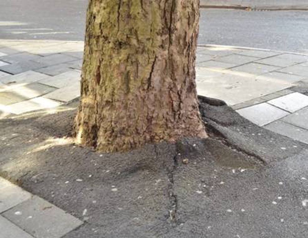 TREE 2PAGE