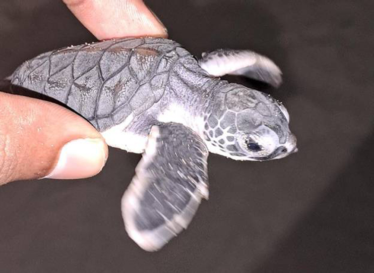 TURTLE