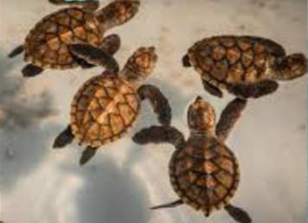 TURTLE