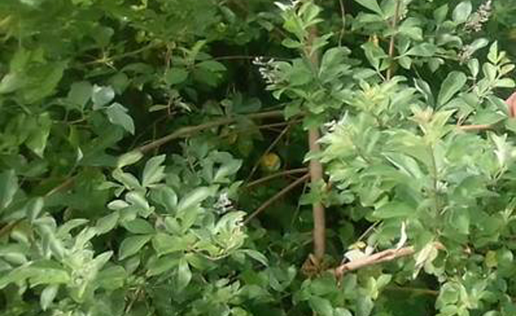 VITEX