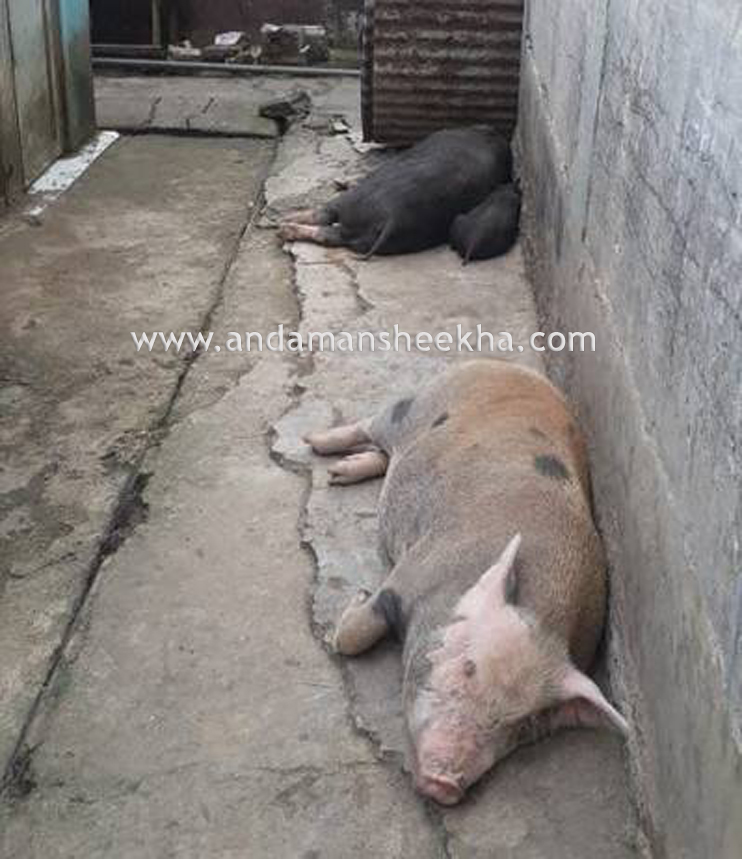 pig