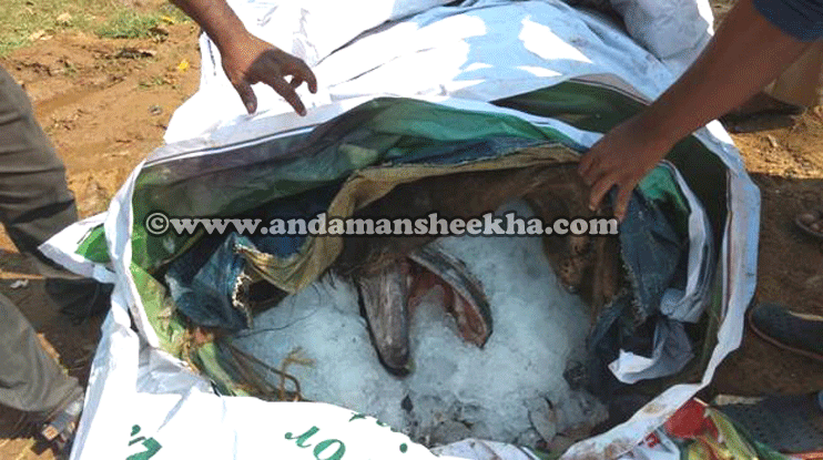 sheekha02022019-headlie