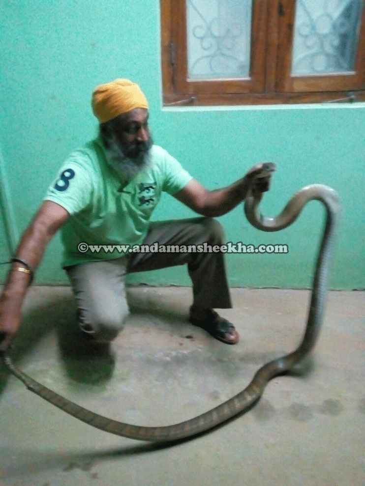 10 feet long King Cobra Snake rescued - Andaman Sheekha