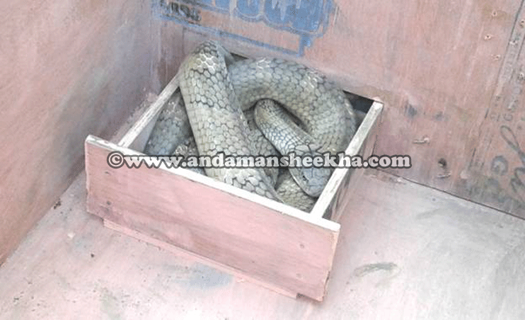 sheekha0803201804