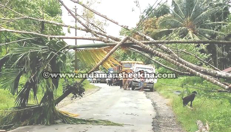 sheekha08072019-tree