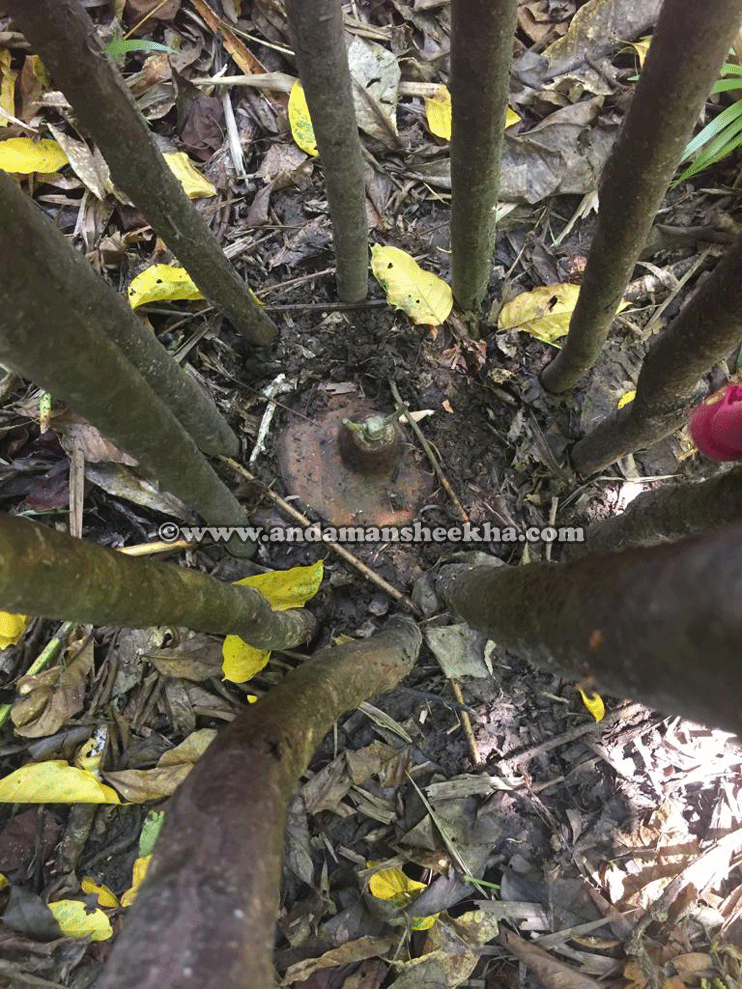 sheekha11102019-landmine
