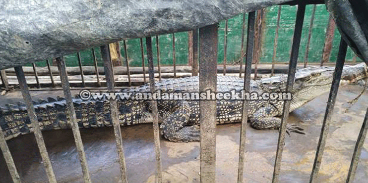 sheekha12102019-crocdile-ne