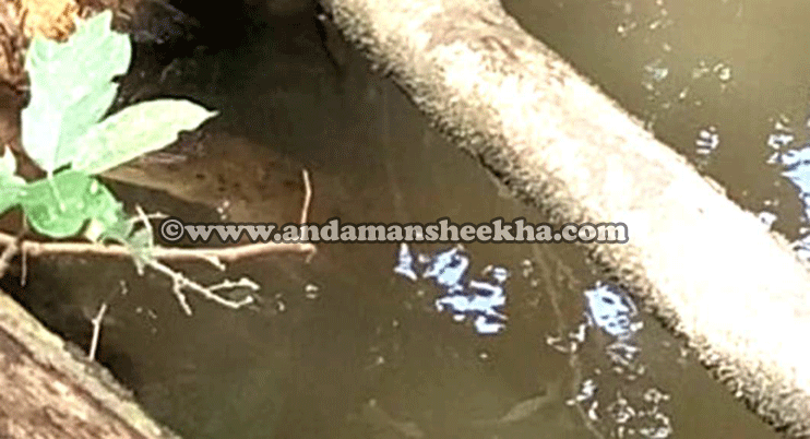 sheekha14012019-hedinw