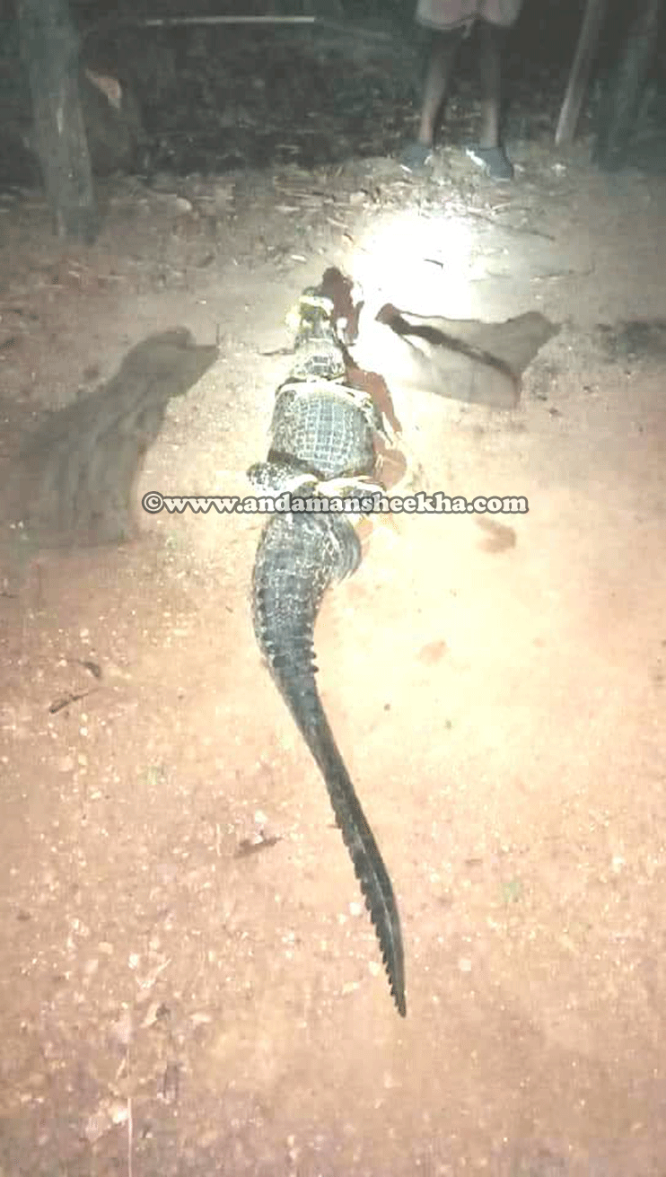 sheekha17072019-croc