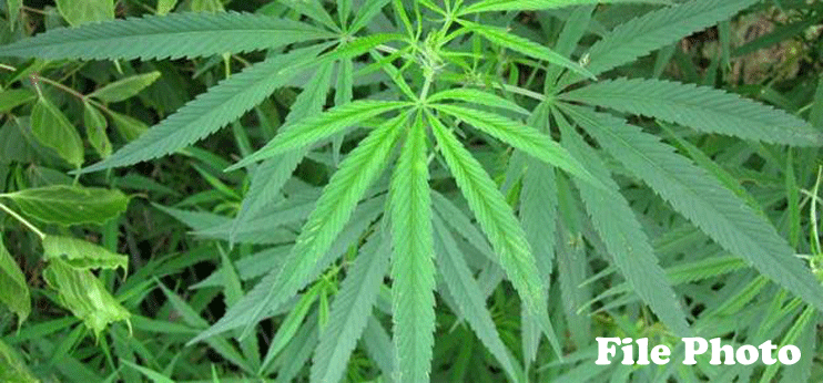 sheekha19032019-ganja