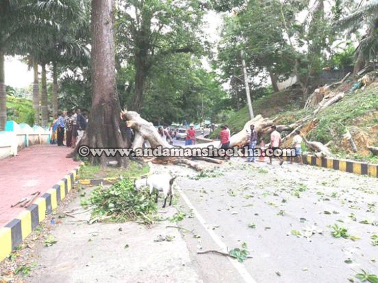 sheekha25072019-tree