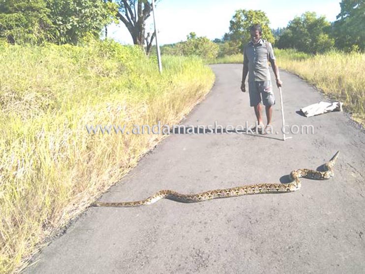 snake