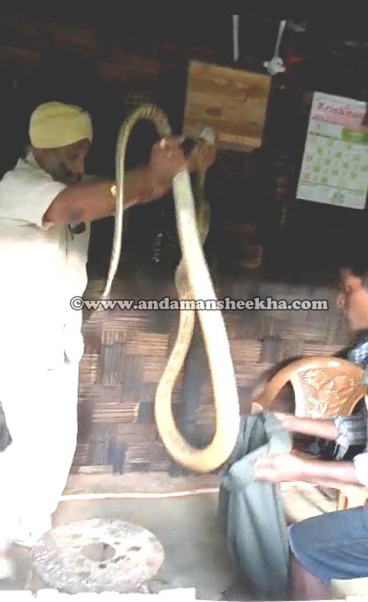 snake 20062020