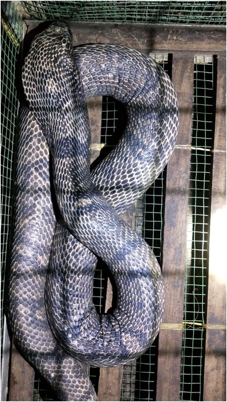 snake