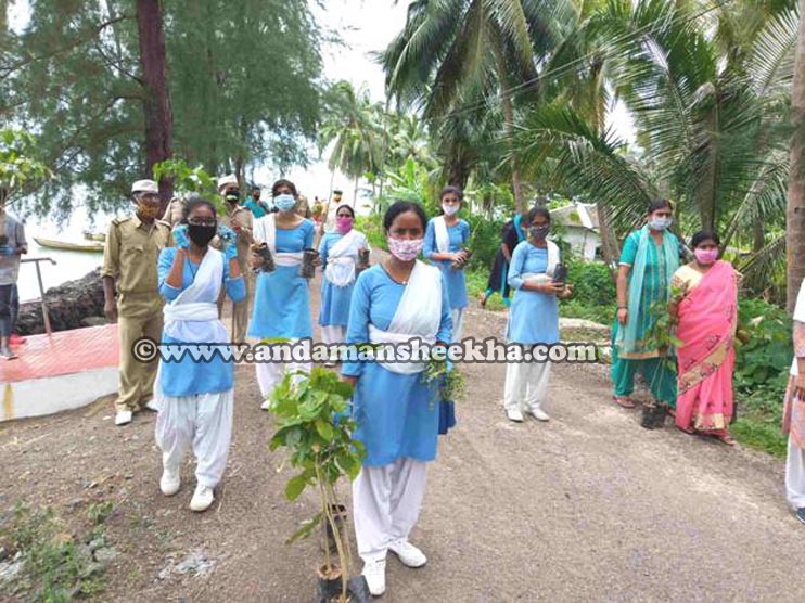tree plantation copy